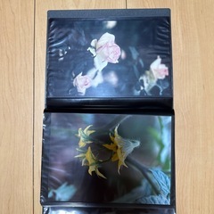 写真の画像
