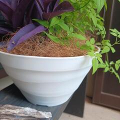 ガーデンインテリア寄せ植えの画像