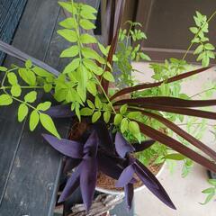 ガーデンインテリア寄せ植えの画像