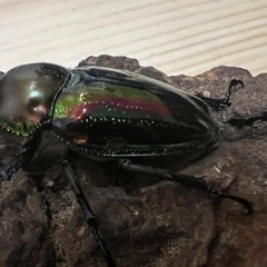 ニジイロクワガタペア3の画像