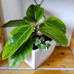 お話中🌿観葉植物🌿フィカス・イエロージェム・アルテシマ＆アイビー🌿白色陶器鉢🌿の画像