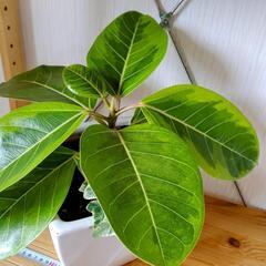 お話中🌿観葉植物🌿フィカス・イエロージェム・アルテシマ＆アイビー🌿白色陶器鉢🌿の画像