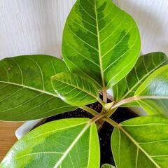 お話中🌿観葉植物🌿フィカス・イエロージェム・アルテシマ＆アイビー...
