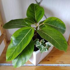 お話中🌿観葉植物🌿フィカス・イエロージェム・アルテシマ＆アイビー🌿白色陶器鉢🌿の画像