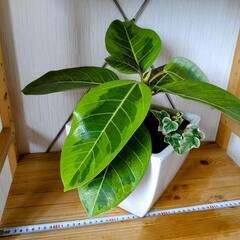 お話中🌿観葉植物🌿フィカス・イエロージェム・アルテシマ＆アイビー🌿白色陶器鉢🌿の画像