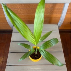 ココヤシの画像