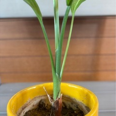ココヤシの画像