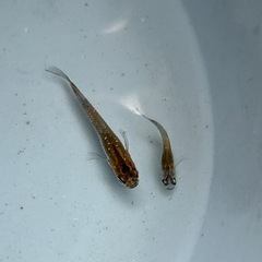 めだか7匹セット🐟 この夏生まれたて！忘却の翼の画像