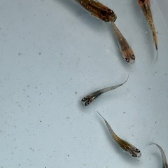 めだか7匹セット🐟 この夏生まれたて！忘却の翼の画像