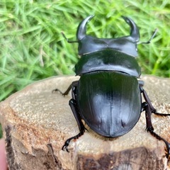 美形‼️R7㉓国産オオクワガタ♂単76mmの画像