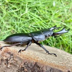 美形‼️R7㉓国産オオクワガタ♂単76mmの画像