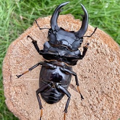 美形‼️R7㉓国産オオクワガタ♂単76mmの画像