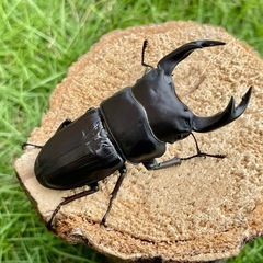 美形‼️R7㉓国産オオクワガタ♂単76mmの画像