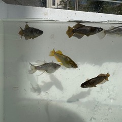 橙の画像