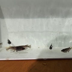 和墨の画像