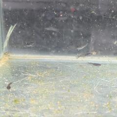残り1セットオランジェメダカ稚魚5匹プレゼントの画像