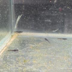残り1セットオランジェメダカ稚魚5匹プレゼントの画像