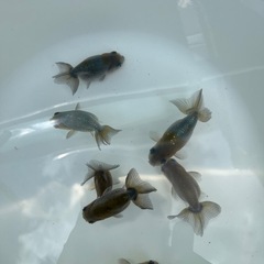 金魚　らんちゅう系の画像