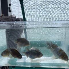 金魚　らんちゅう系の画像