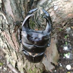 国産オオクワガタ　♂1匹の画像