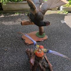 キジの剥製の画像