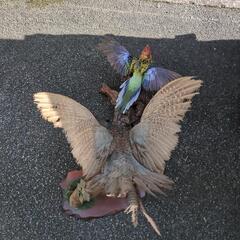 キジの剥製の画像