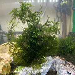 無農薬 国産 ウィローモス 50g ＋α 水草 アクアリウム　餌の画像