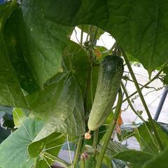 糠塚きゅうり🥒の画像