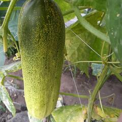 糠塚きゅうり🥒の画像