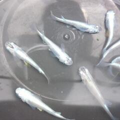 幹之(みゆき)メダカMix幼魚15匹②の画像