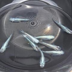 幹之(みゆき)メダカMix幼魚15匹②の画像