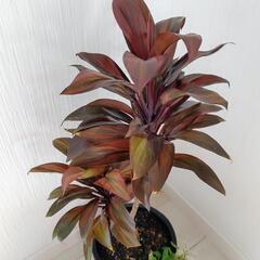 お話中🌿観葉植物🌿コルディリネ・コルジリネ・コーヒー・コンパクタ＆アイビー🌿黒色陶器鉢🌿の画像