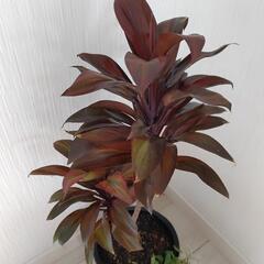 お話中🌿観葉植物🌿コルディリネ・コルジリネ・コーヒー・コンパクタ＆アイビー🌿黒色陶器鉢🌿の画像