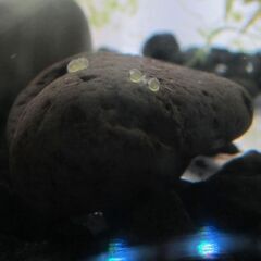 オトシンネグロの卵/稚魚。アクアリウム水槽Aquariumナマズ。東京都府中市八幡町2。#エビやメダカタンクメイトの画像