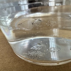 メダカ 稚魚 10匹の画像