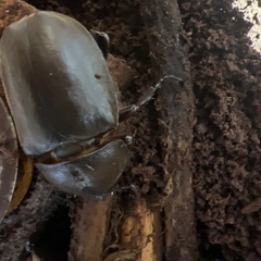 カブトムシ飼育の画像
