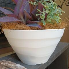 シンプル寄せ植え【大特価】の画像