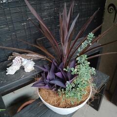 シンプル寄せ植え【大特価】の画像