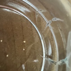 メダカ 稚魚 10匹の画像