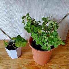 🌿お取置🌿観葉植物🌿フィカス・イエロージェム・アルテシマ＆アロマティカス🌿プラ鉢セット🌿の画像