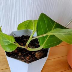 🌿お取置🌿観葉植物🌿フィカス・イエロージェム・アルテシマ＆アロマティカス🌿プラ鉢セット🌿の画像