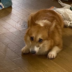 wコーギー　10ヶ月オス