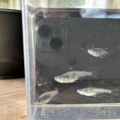 メダカの画像