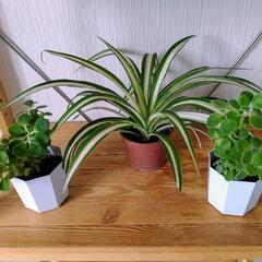 🌿お取置🌿観葉植物🌿アロマティカス・オリヅルラン🌿プラ鉢🌿1鉢150円🌿の画像
