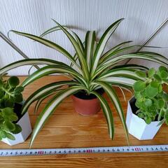 🌿お取置🌿観葉植物🌿アロマティカス・オリヅルラン🌿プラ鉢🌿1鉢150円🌿の画像