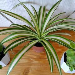 🌿お取置🌿観葉植物🌿アロマティカス・オリヅルラン🌿プラ鉢🌿1鉢150円🌿の画像