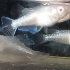 龍眉（りゅうび）アルビノRLFの選別漏れの画像