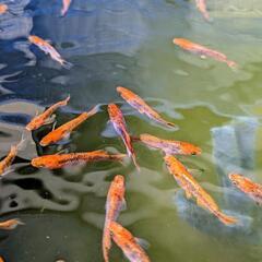 メダカの画像