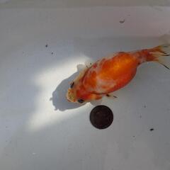 【金魚】🌱らんちゅう２歳🐢①の画像