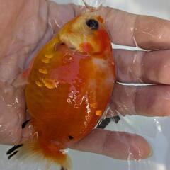 【金魚】🌱らんちゅう２歳🐢①の画像